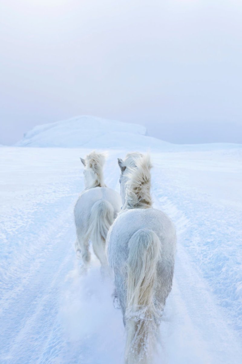 Сказочные лошади Исландии настолько прекрасны, что кажутся нереальными