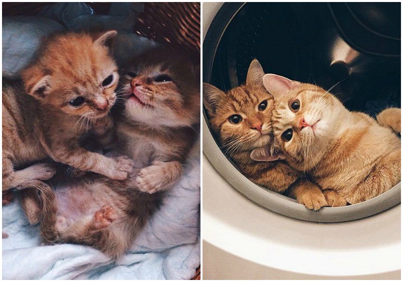 Двух братьев-котят подобрали с улицы, и они выросли в настоящих красавцев