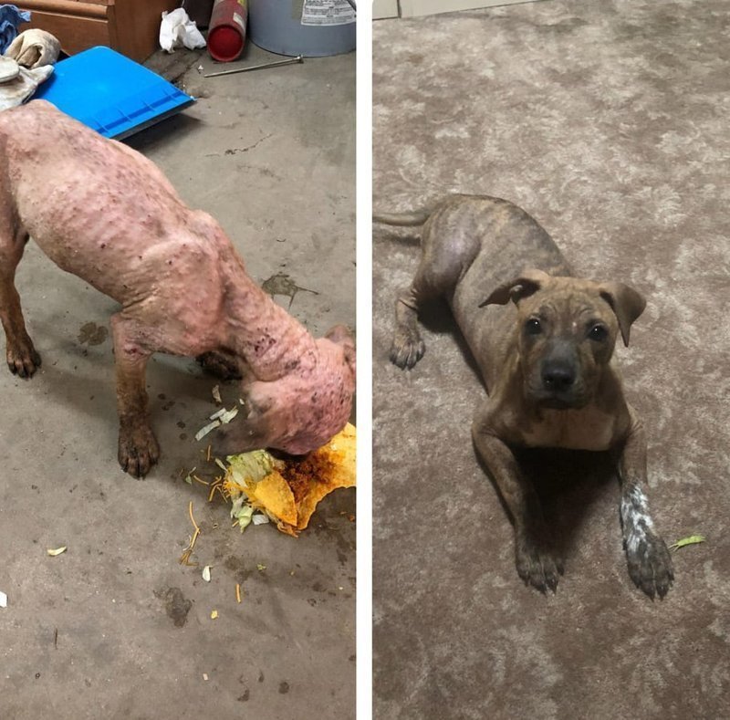 На обочине дороги нашли пса с инфекциями кожи, но не побоялись и вылечили его