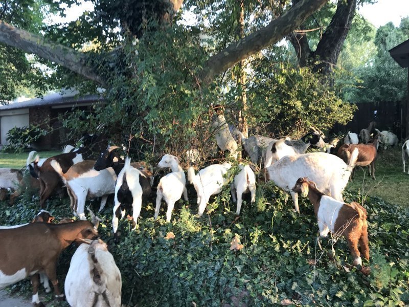 Десятки коз взяли город в заложники 