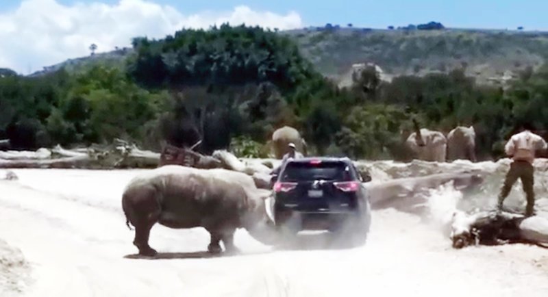 Носорог напал на внедорожник с туристами 