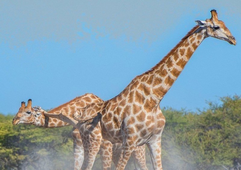 Удивительная драка: жираф-каратист поразил всех своими приёмчиками 
