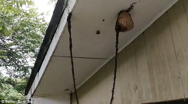 Удивительный "живой" мост: муравьи необычным способом обворовали гнездо ос