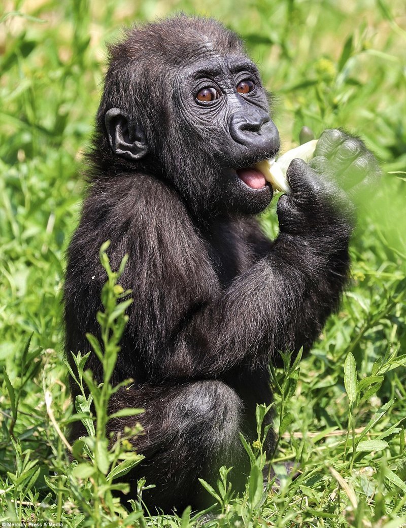 Потрясающие кадры детеныша гориллы, который обожает кататься на маме