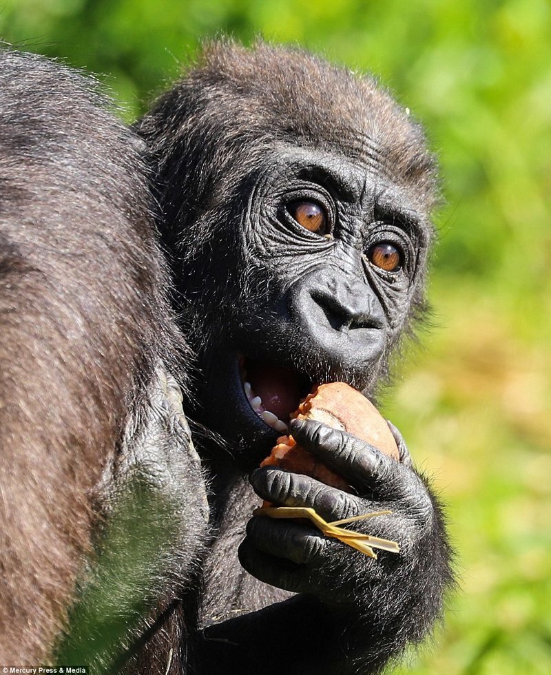 Потрясающие кадры детеныша гориллы, который обожает кататься на маме