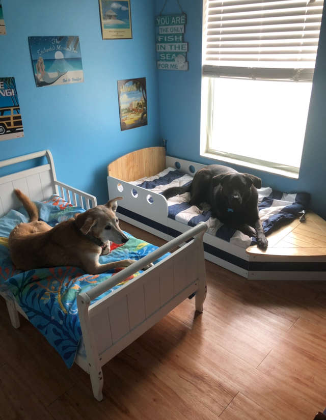 В семье с 7 спасенными собаками не все псы дружат между собой, поэтому у них есть отдельные комнаты