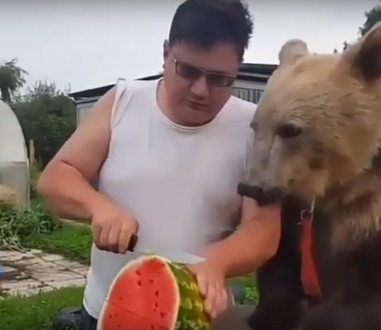 Наглядный ответ на вопрос "Едят ли медведи арбузы?"