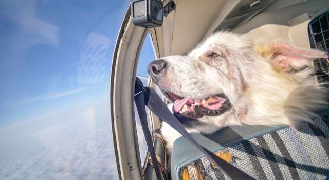 На помощь пришел Пол Стекленский, он недавно получил права на управление самолетом, и с радостью согласился отвезти пса в Пенсильванию, где ждал новый хозяин