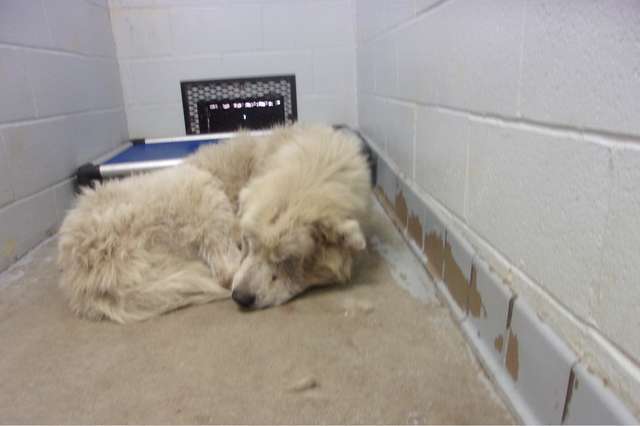 Больную собаку из приюта хотели усыпить, потому что её лечение обходилось слишком дорого 