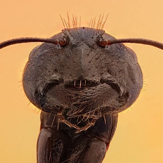 Строгие муравьи