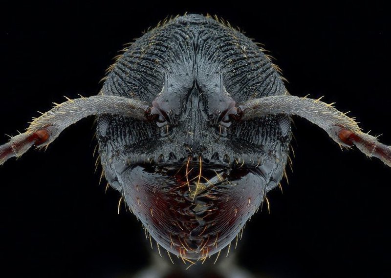Необычный фотопроект: "лица" насекомых