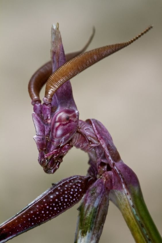 Необычный фотопроект: "лица" насекомых