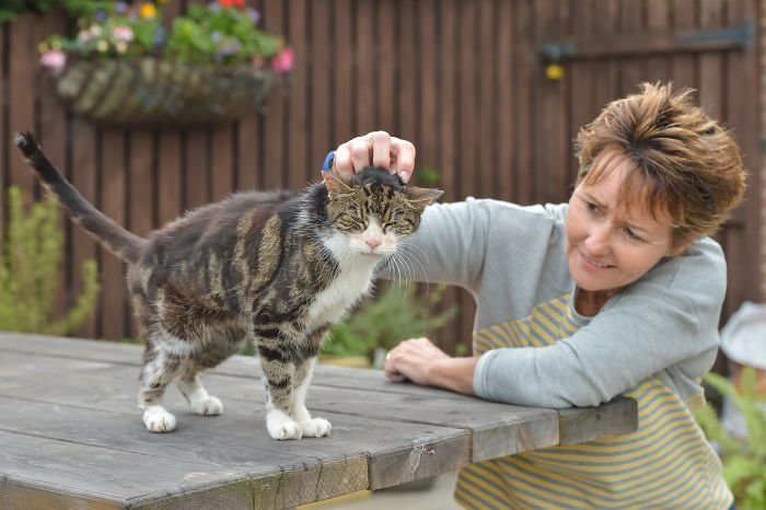 Женщина потеряла кошку 13 лет назад, но их обеих ждало удивительное воссоединение