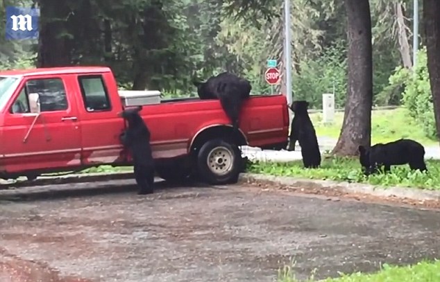 Семья медведей залезла в припаркованный пикап, чем жутко напугала владельцев авто 