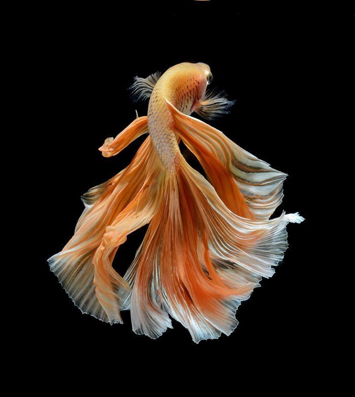 Рыбы-модели, раскрывающие красоту подводной жизни 