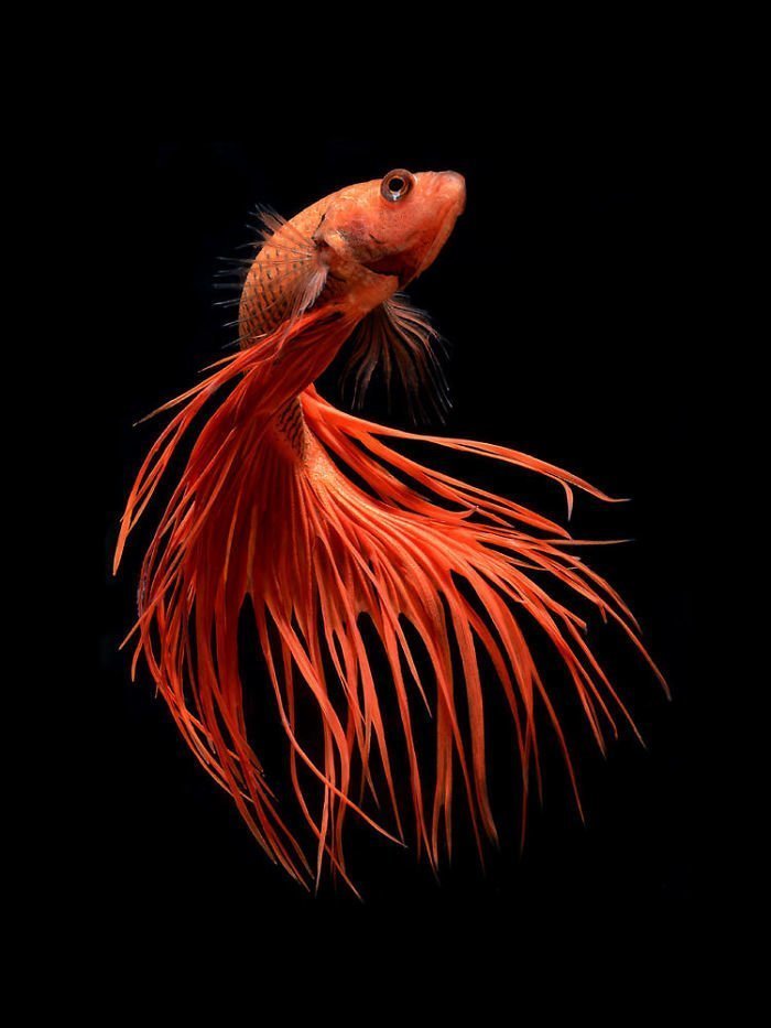 Рыбы-модели, раскрывающие красоту подводной жизни 