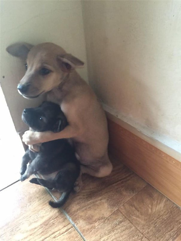 Два бездомных щенка все время обнимаются, опасаясь, что их могут разлучить 