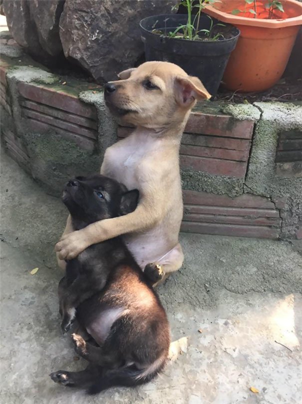 Два бездомных щенка все время обнимаются, опасаясь, что их могут разлучить 