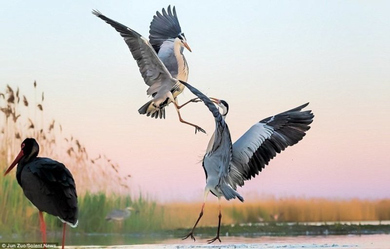Драка цаплей: эти птицы точно владеют искусством борьбы, как Брюс Ли