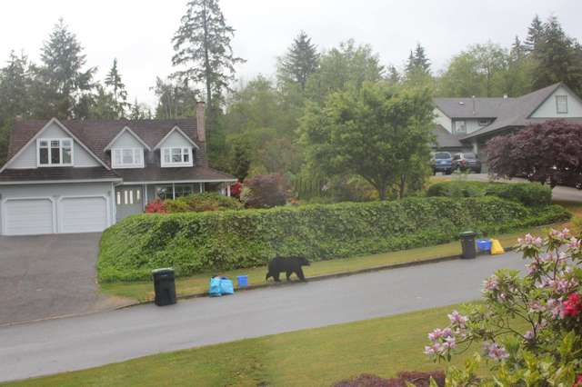 Мужчина увидел перед домом дикого медведя, который нагло почесывал брюшко на лужайке 