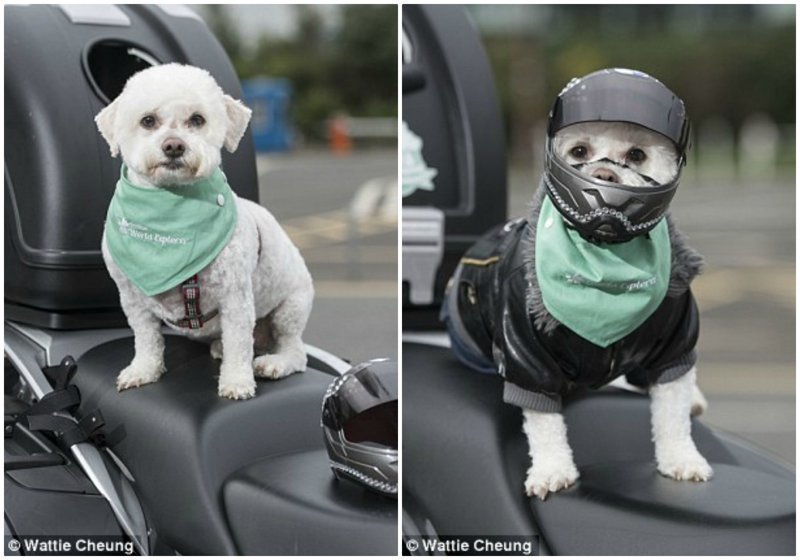 Милли - очаровательная собака-байкер, которая обожает скорость
