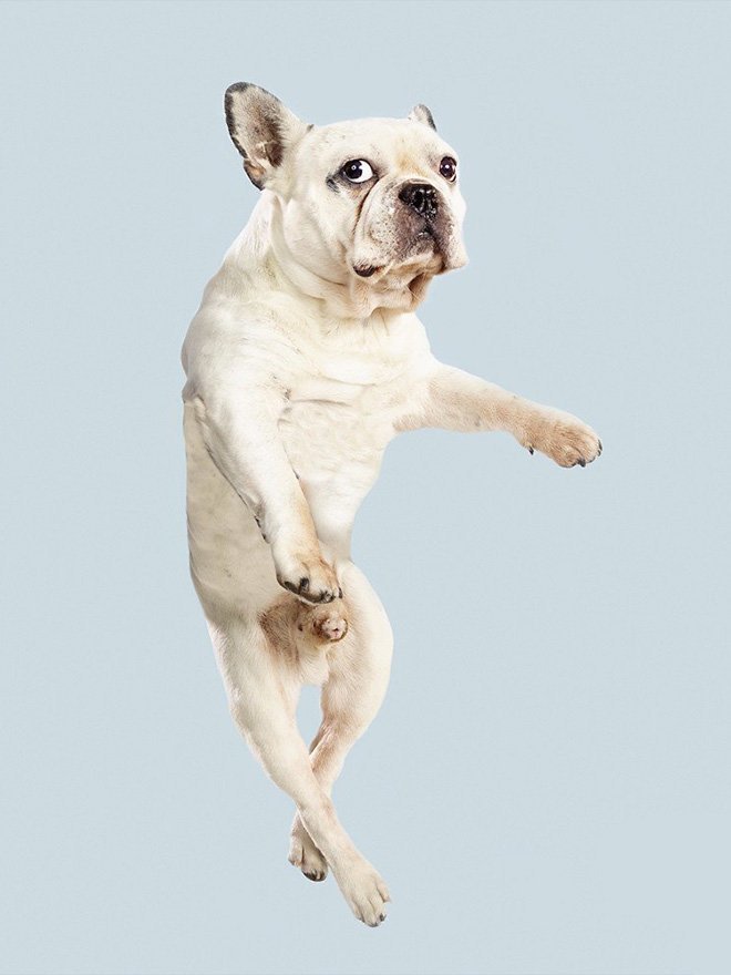 Забавные летающие собаки в проекте немецкого фотографа 