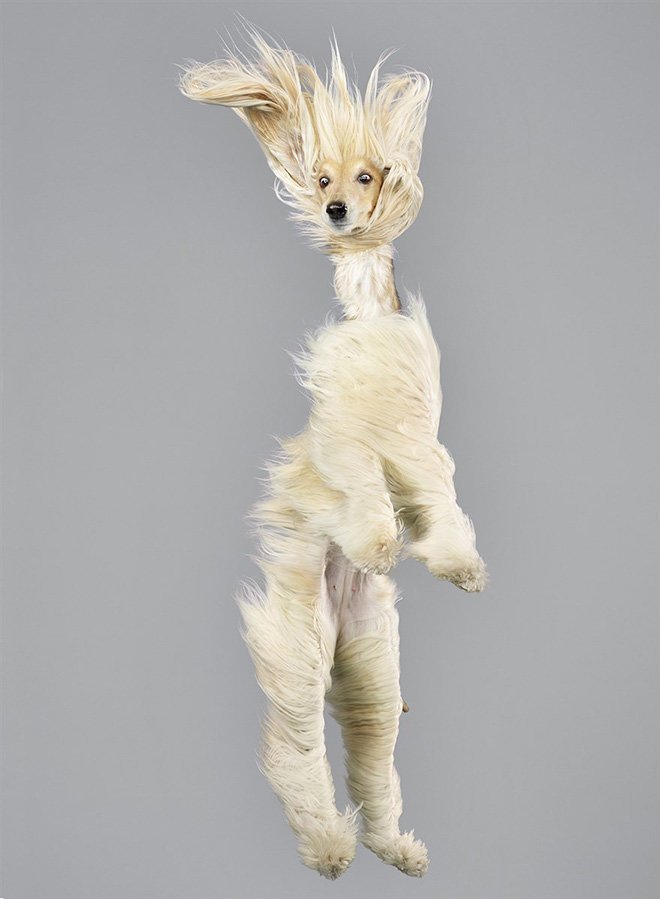Забавные летающие собаки в проекте немецкого фотографа 
