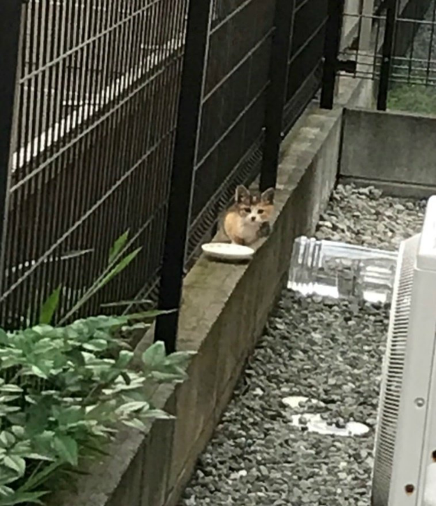 Около месяца назад, семья из Японии заметила эту маленькую бродягу во дворе своего дома.