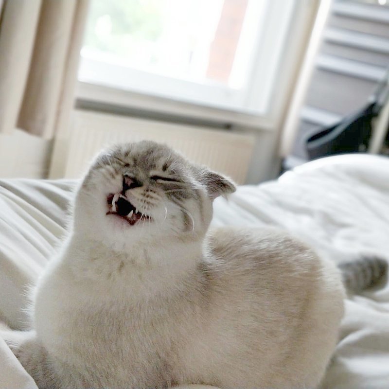 20 забавных фото чихающих котеев