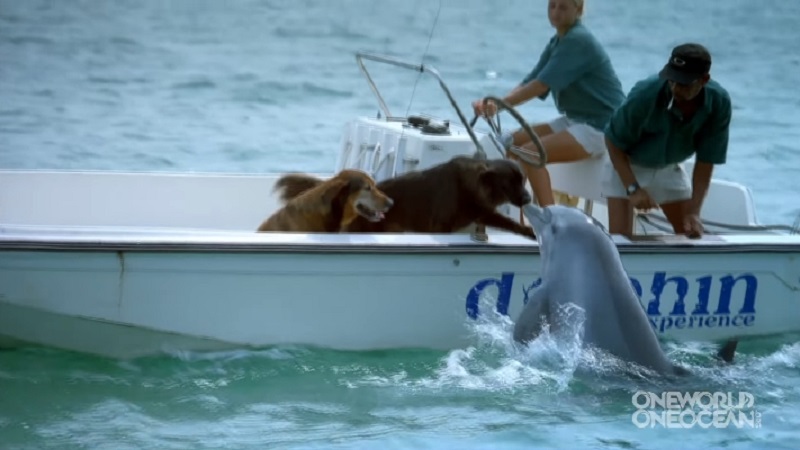 Дельфин подплыл к лодке и поцеловал одну из собак