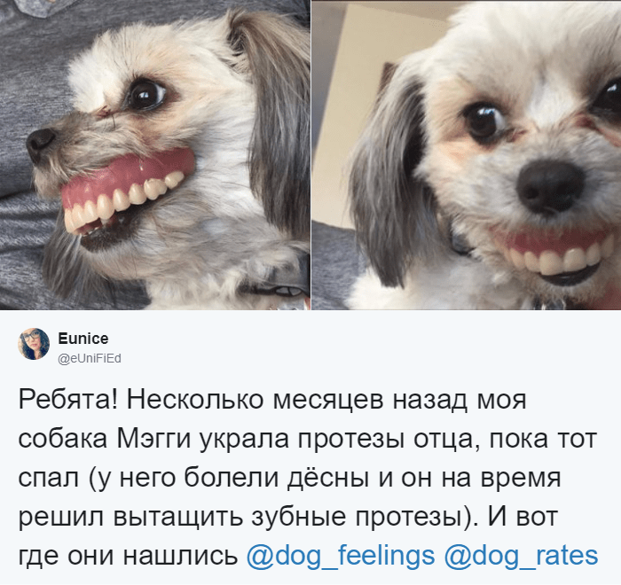 Собака украла зубные протезы у хозяйки и знатно повеселилась 