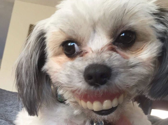 Собака украла зубные протезы у хозяйки и знатно повеселилась 