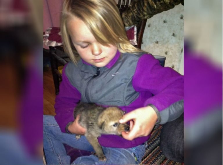Отец думал, что нашел и подарил дочери обычную дворнягу, но щенок оказался диким койотом 