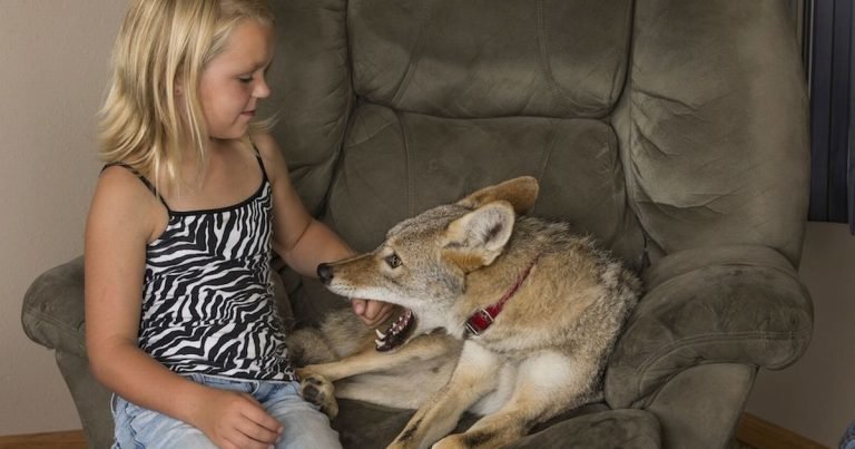 Отец думал, что нашел и подарил дочери обычную дворнягу, но щенок оказался диким койотом 