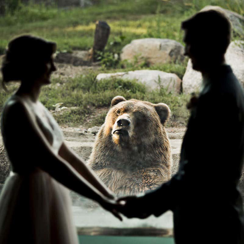 Медведь стал свидетелем на свадьбе, и его чудная реакция всех позабавила 