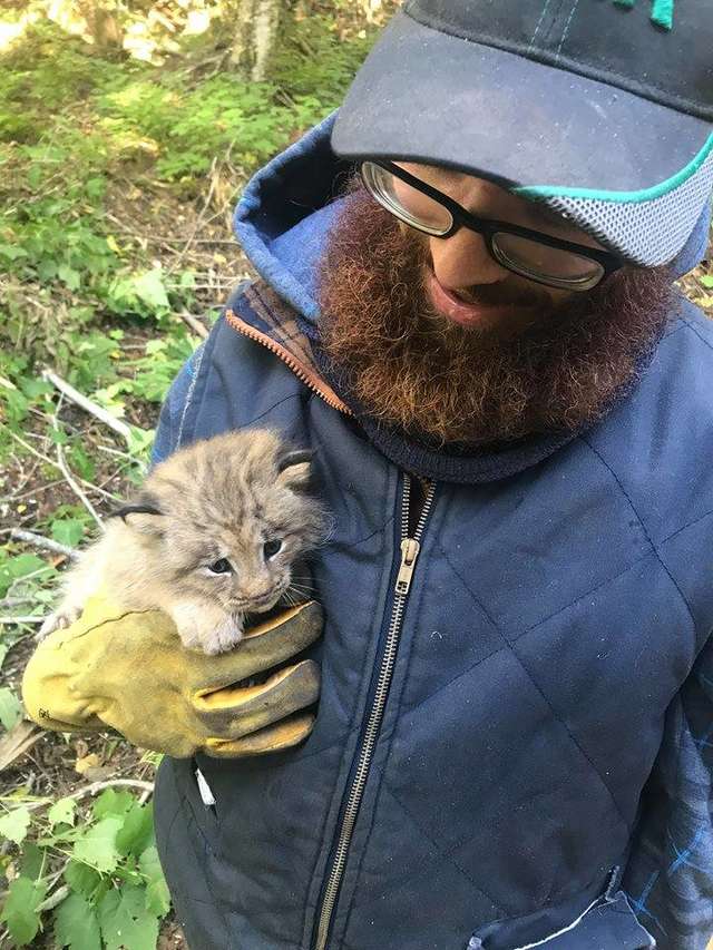 Мужчина думал, что спас обычного котенка в лесу, но им оказалась дикая рысь 