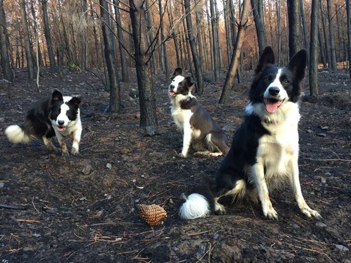 Лес сгорел дотла, но женщина нашла способ восстановить его с помощью трех собак