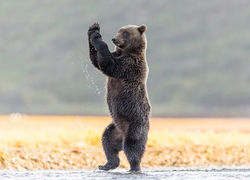 Медведь-йог на Аляске устроил забавную растяжку 