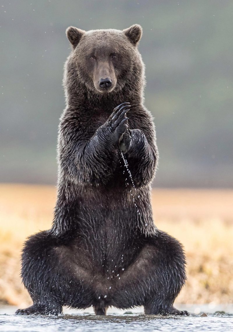 Медведь-йог на Аляске устроил забавную растяжку 