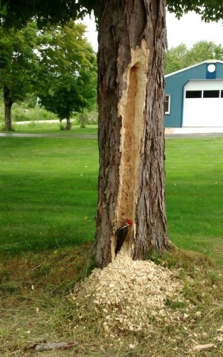 "Это дерево выглядело очень подозрительным, нужно было проверить, что внутри"