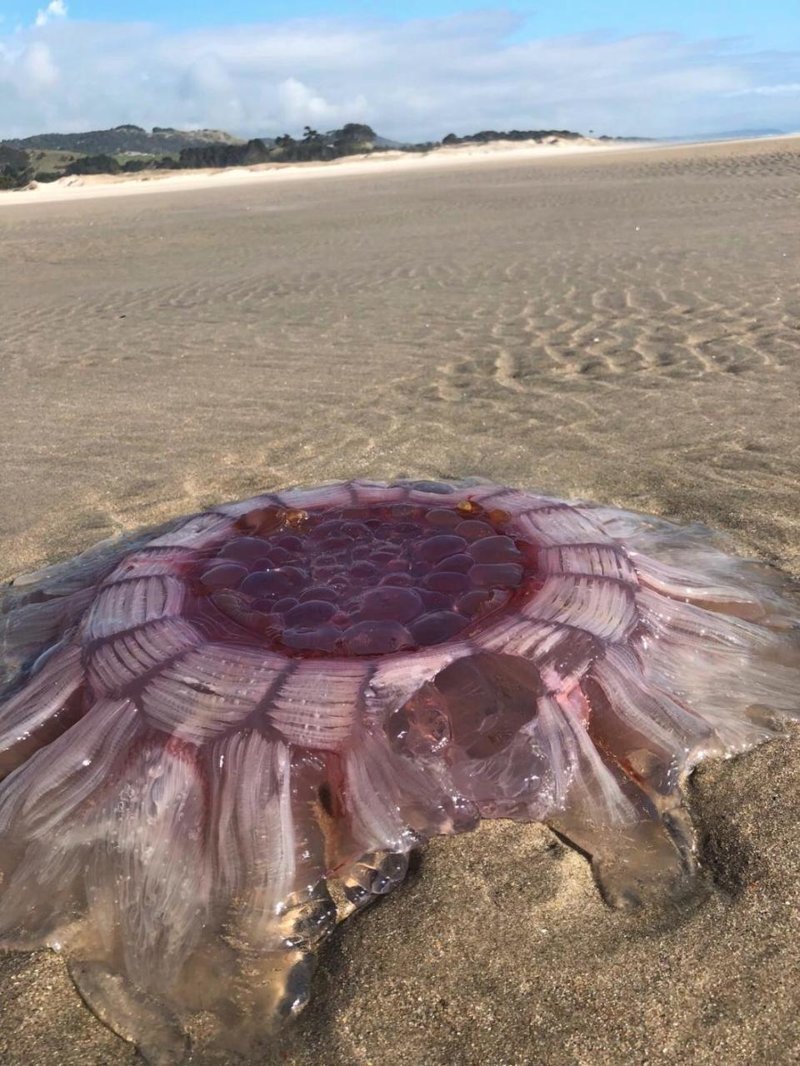 Мужчина нашел на пляже гигантскую пульсирующую медузу