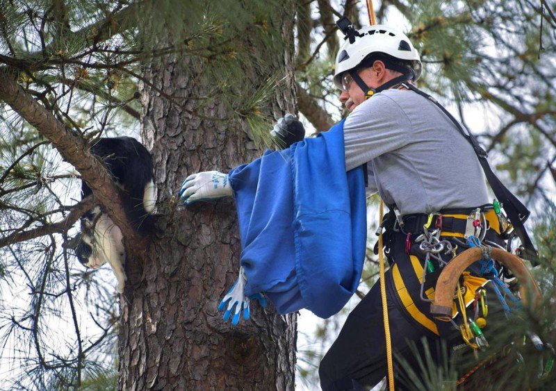 Пенсионер лазает по деревьям, чтобы спасать кошек 