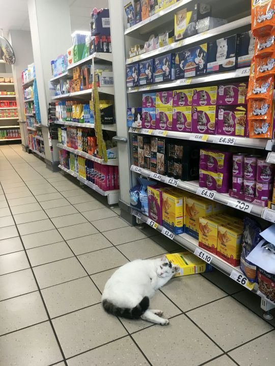 Котик хотел украсть вкусняшку из магазина, но уснул на коробке с кормом 