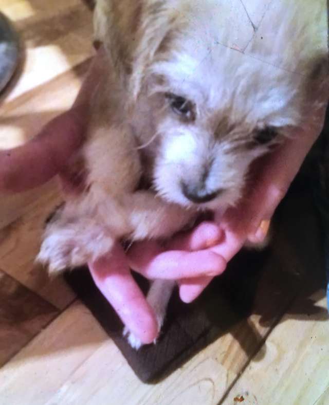 Крохотного щенка нашли в сумке со связанными лапами 