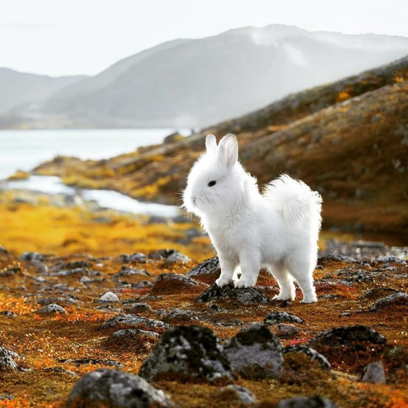 Инженер из Норвегии освоил фотошоп и создает гибриды животных, которых не существует в природе
