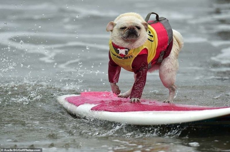 Собаки-экстремалы, занимающиеся серфингом 