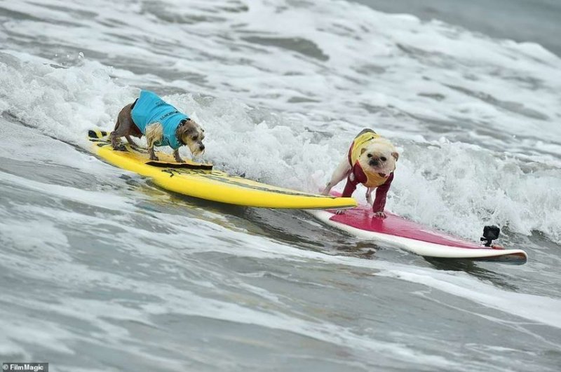 Собаки-экстремалы, занимающиеся серфингом 