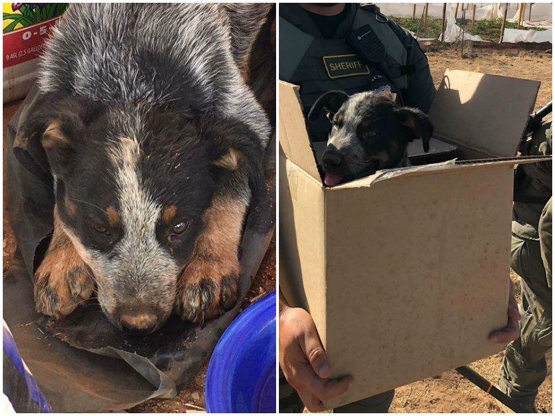 Беспомощного щенка на грани смерти нашли во время полицейского рейда