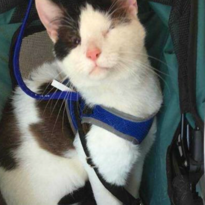 Женщина взяла в приюте особенного кота, и вернулась за его слепым братом