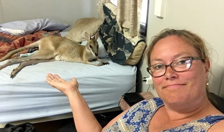 Женщина заселилась в отель Австралии, но на кровати ее уже ждал местный житель - валлаби